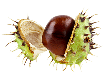 Chestnut extract as part of Ostelife Premium Plus