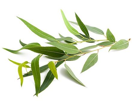 Eucalyptus oil in Ostelife Premium Plus